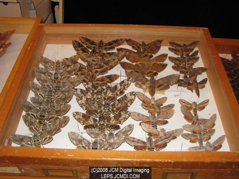 Los Angeles Natural History Museum insect fair 2008