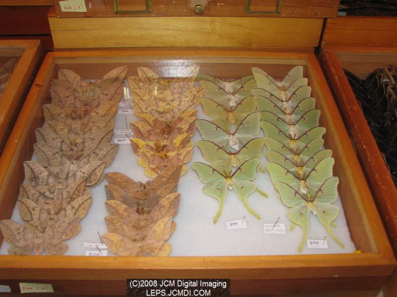 Los Angeles Natural History Museum insect fair 2008