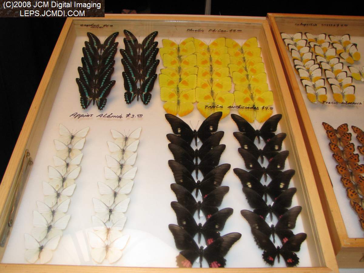 Los Angeles Natural History Museum insect fair 2008