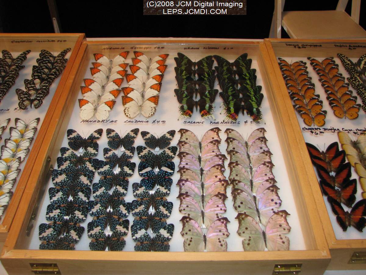 Los Angeles Natural History Museum insect fair 2008