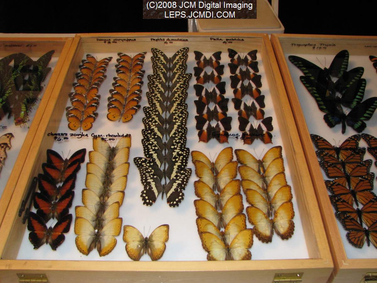 Los Angeles Natural History Museum insect fair 2008