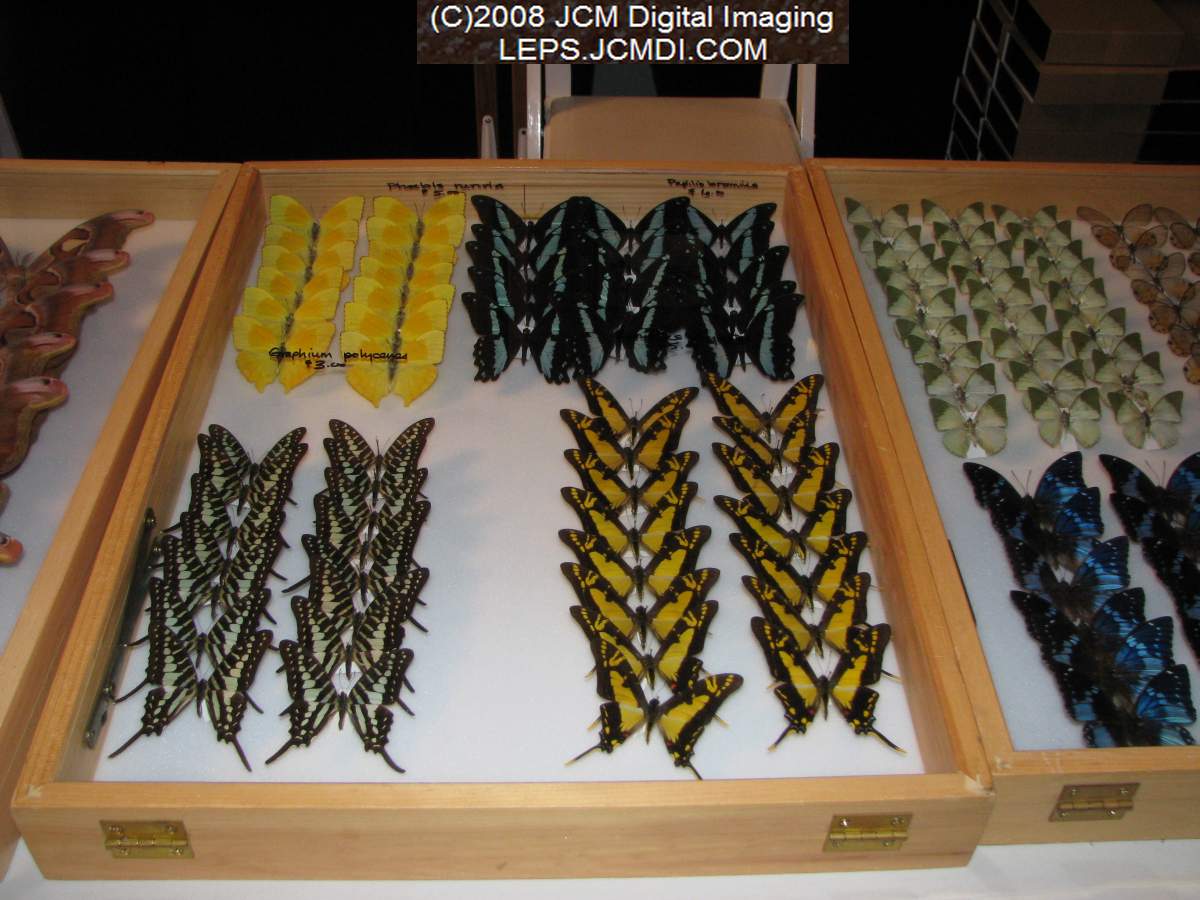 Los Angeles Natural History Museum insect fair 2008