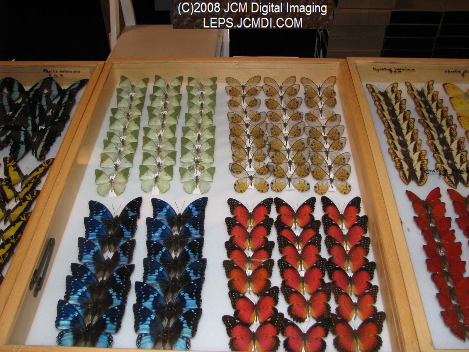 Los Angeles Natural History Museum insect fair 2008