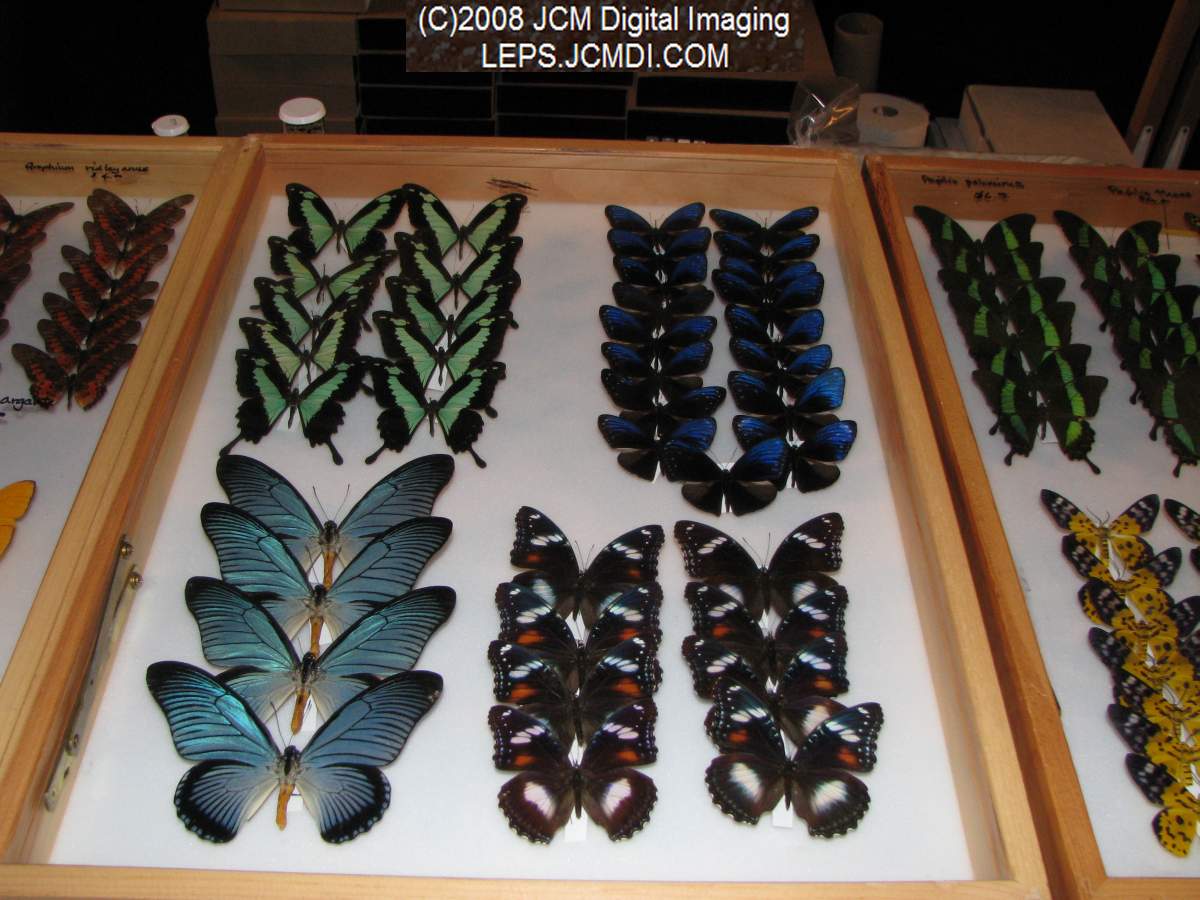 Los Angeles Natural History Museum insect fair 2008