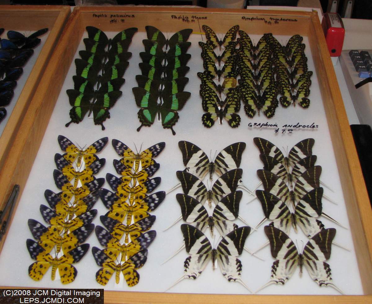 Los Angeles Natural History Museum insect fair 2008