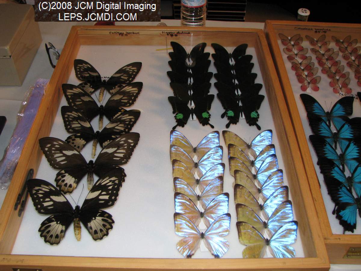 Los Angeles Natural History Museum insect fair 2008
