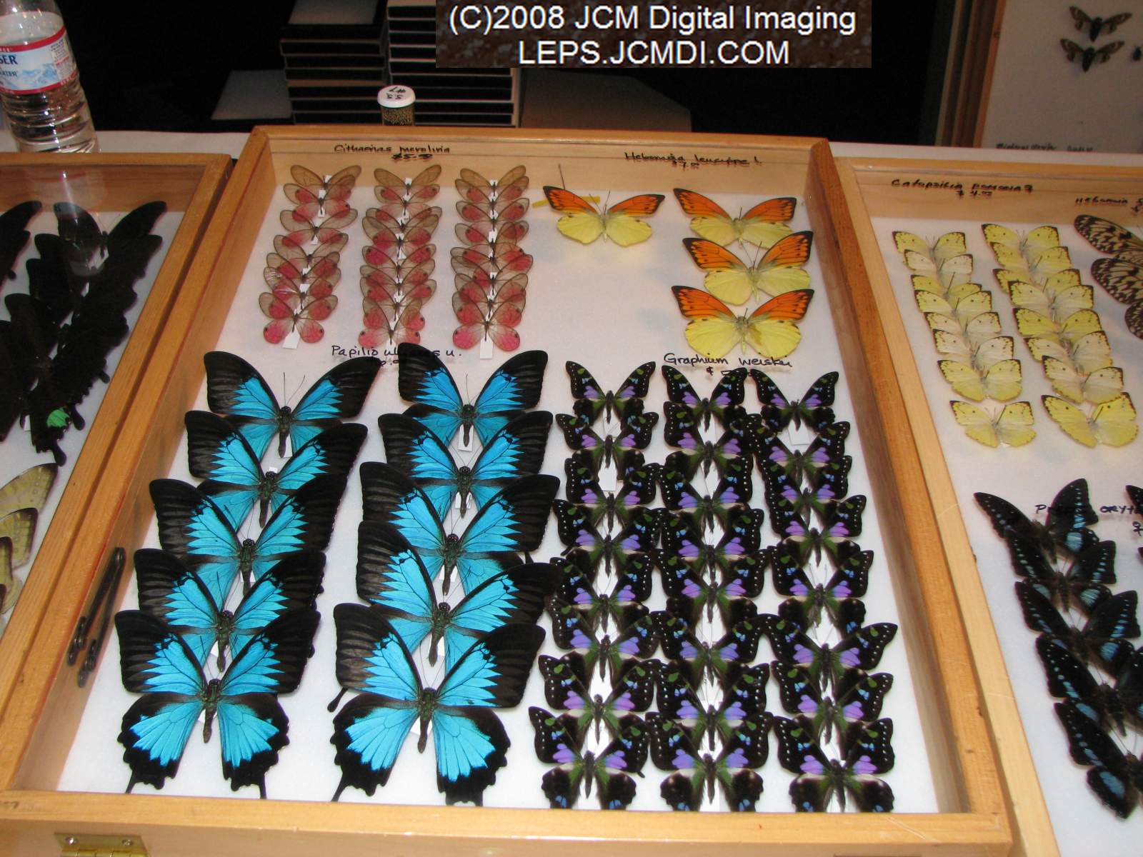 Los Angeles Natural History Museum insect fair 2008