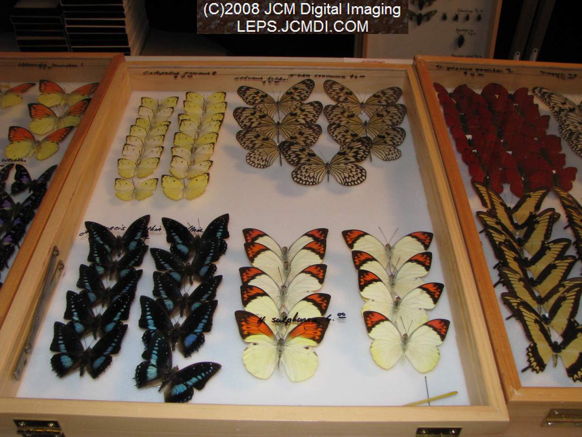 Los Angeles Natural History Museum insect fair 2008