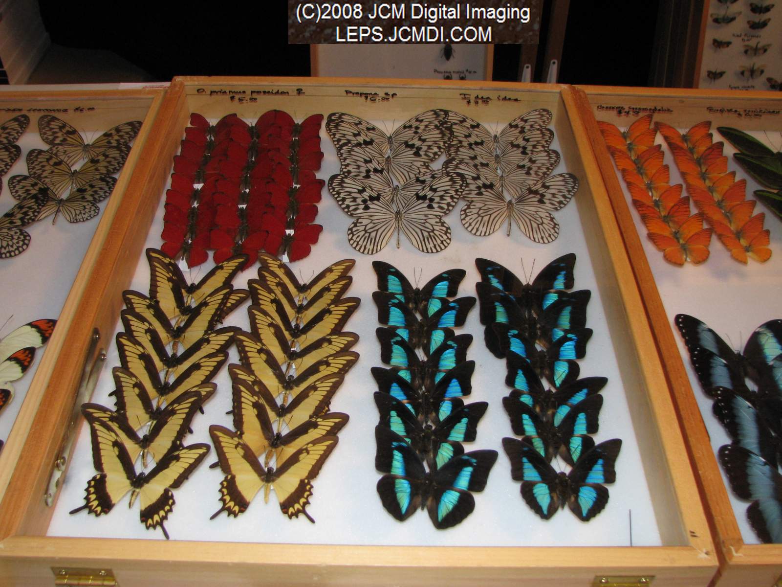 Los Angeles Natural History Museum insect fair 2008