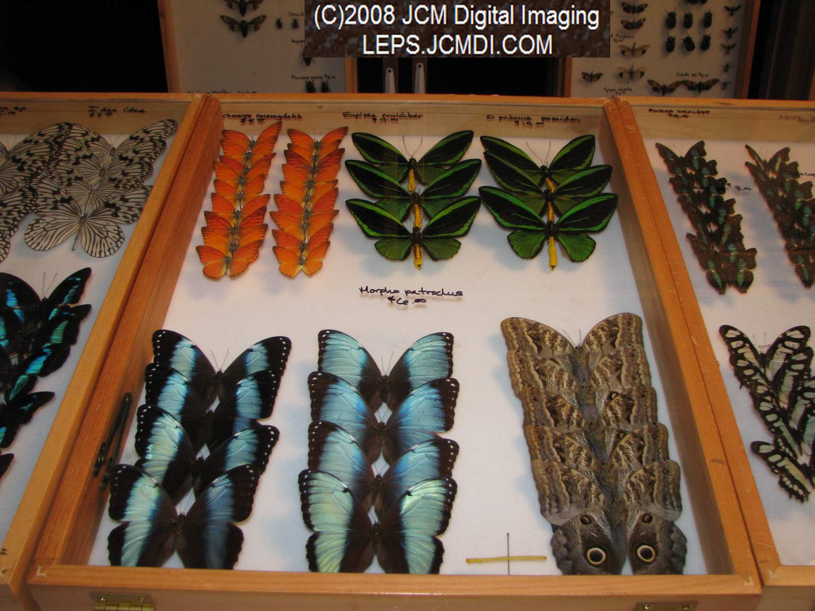 Los Angeles Natural History Museum insect fair 2008