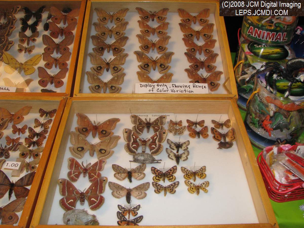 Los Angeles Natural History Museum insect fair 2008