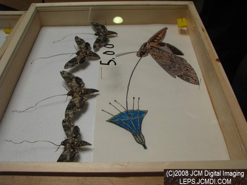 Los Angeles Natural History Museum insect fair 2008