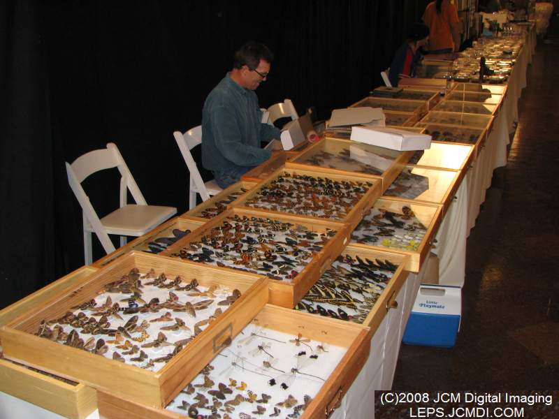 Los Angeles Natural History Museum insect fair 2008
