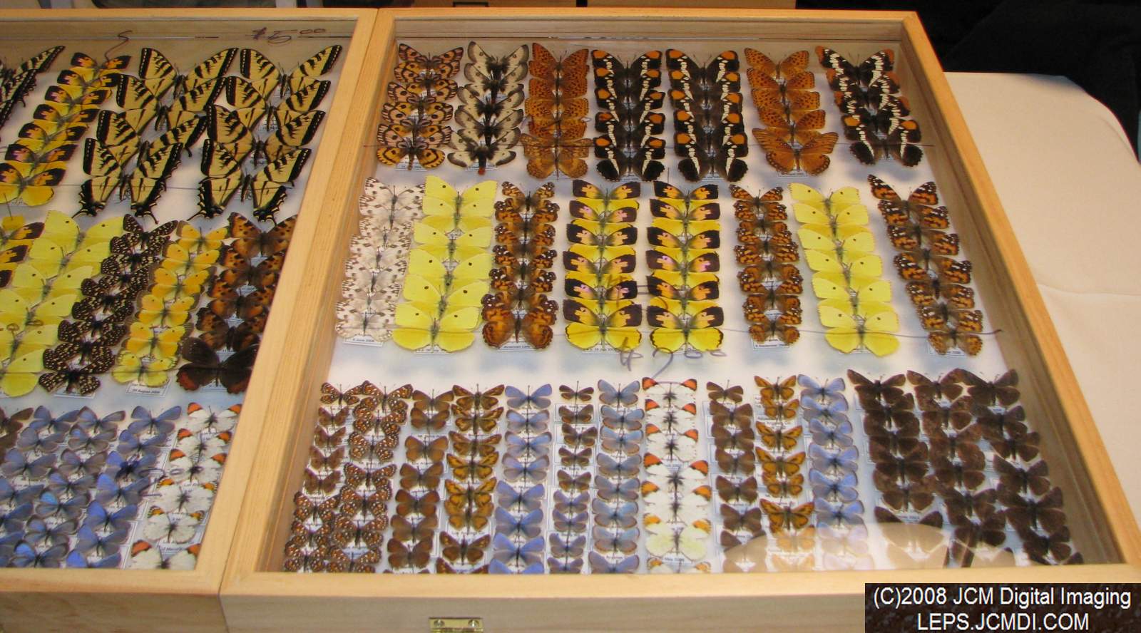 Los Angeles Natural History Museum insect fair 2008