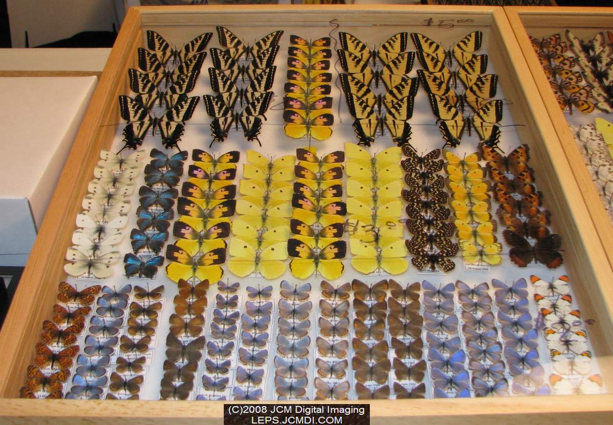 Los Angeles Natural History Museum insect fair 2008