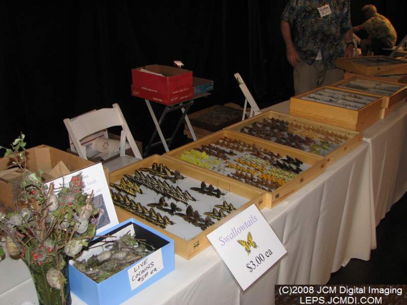 Los Angeles Natural History Museum insect fair 2008