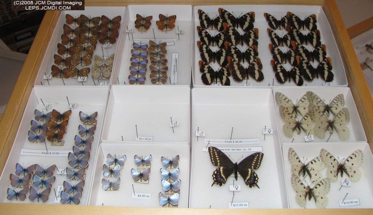 Los Angeles Natural History Museum insect fair 2008