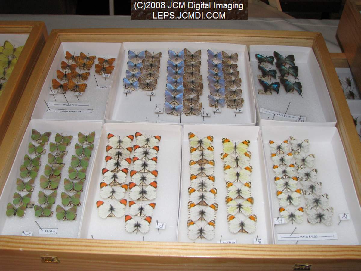 Los Angeles Natural History Museum insect fair 2008