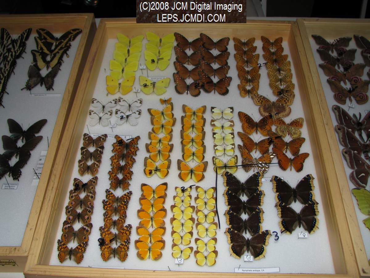 Los Angeles Natural History Museum insect fair 2008