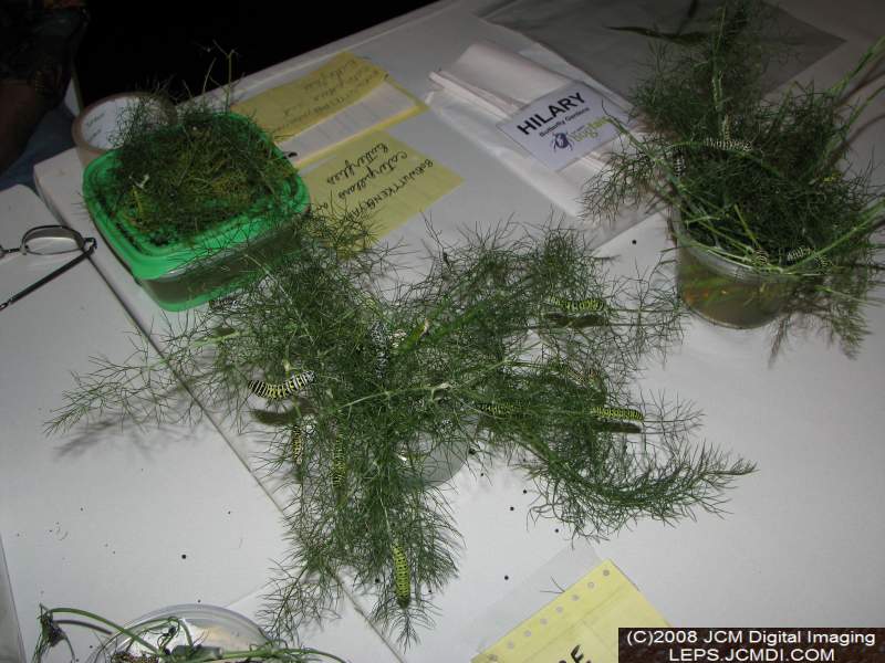 Los Angeles Natural History Museum insect fair 2008