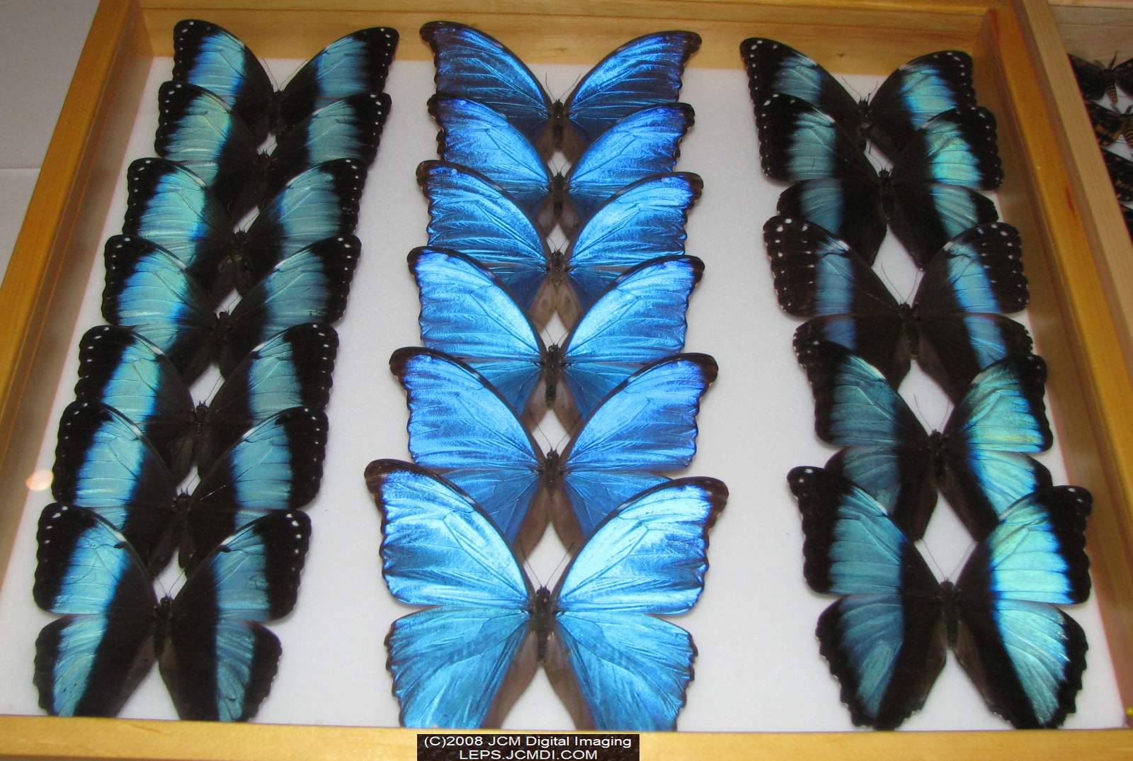 Los Angeles Natural History Museum insect fair 2008