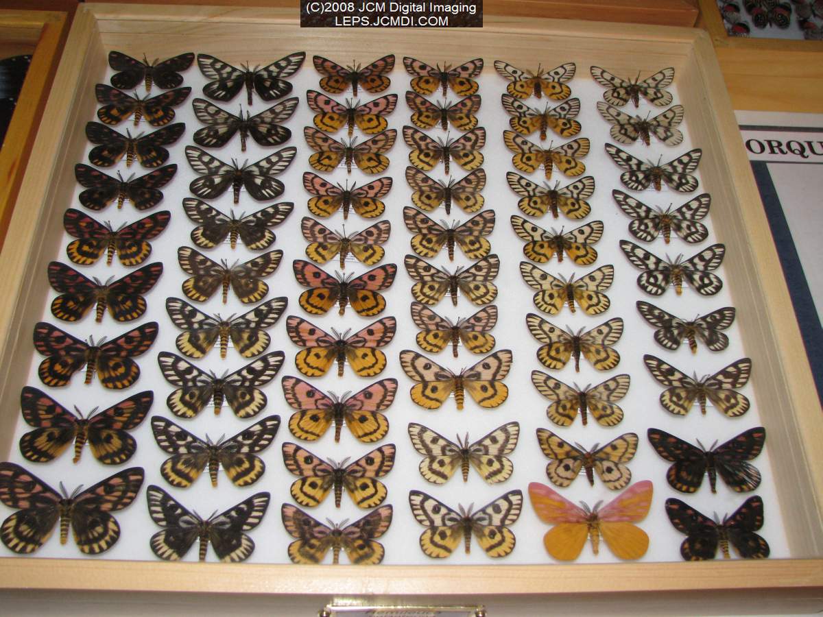 Los Angeles Natural History Museum insect fair 2008