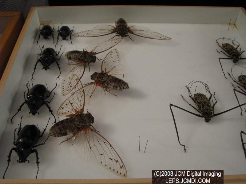 Los Angeles Natural History Museum insect fair 2008