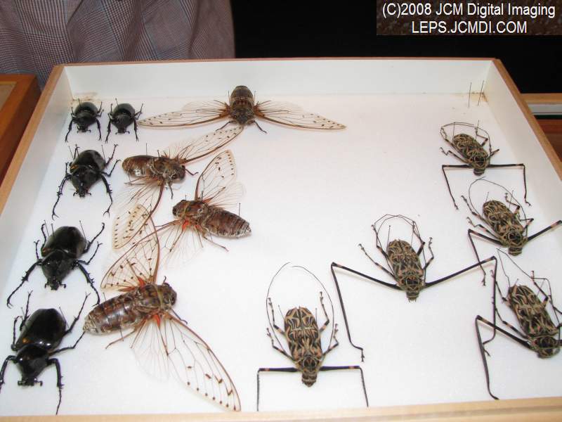Los Angeles Natural History Museum insect fair 2008
