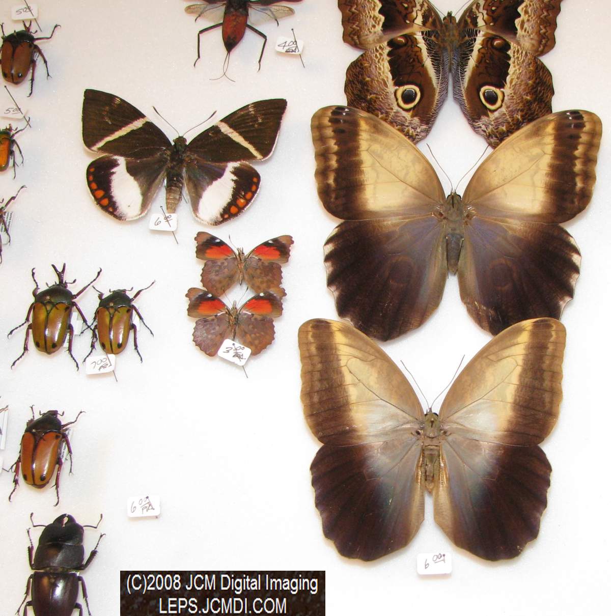 Los Angeles Natural History Museum insect fair 2008