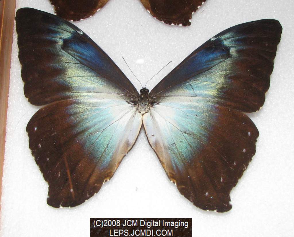 Los Angeles Natural History Museum insect fair 2008