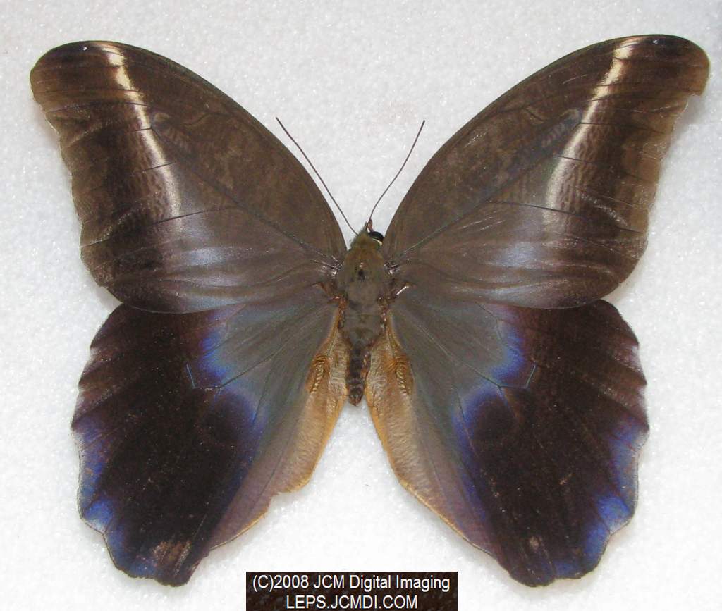 Los Angeles Natural History Museum insect fair 2008