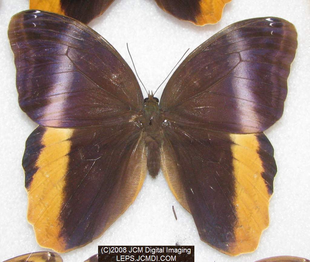 Los Angeles Natural History Museum insect fair 2008