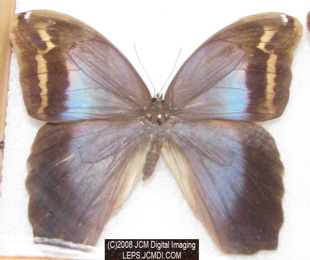 Los Angeles Natural History Museum insect fair 2008