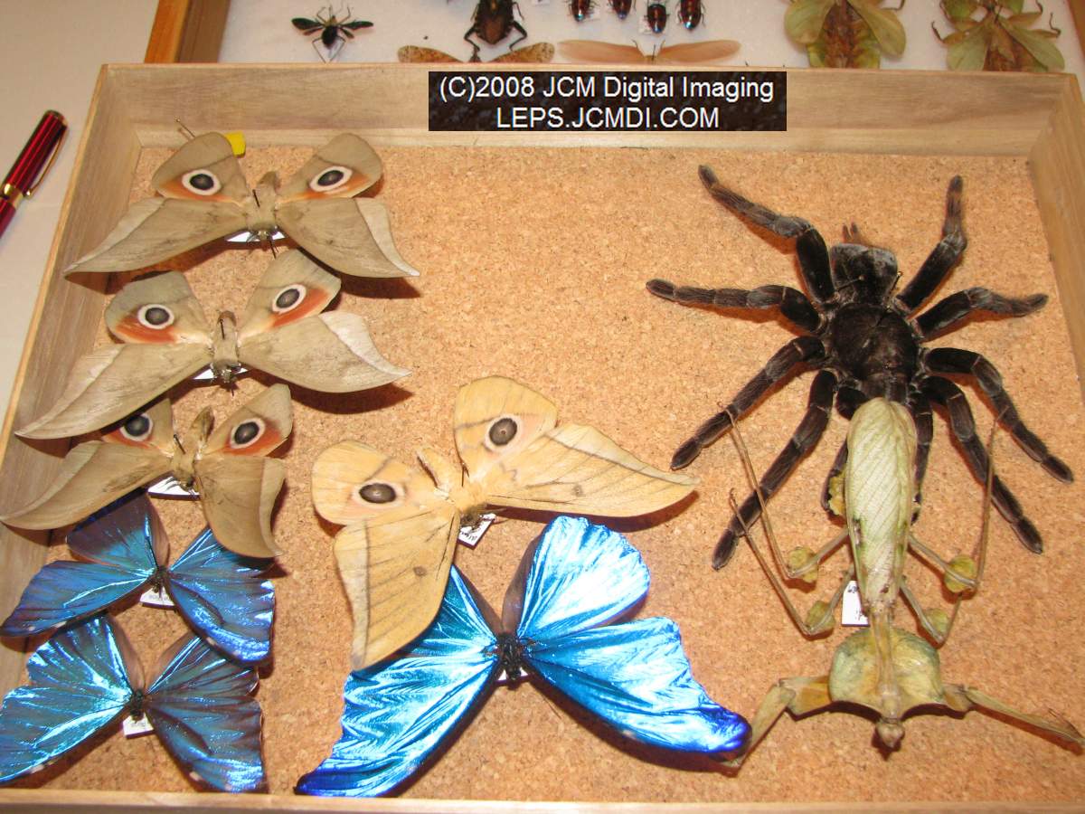 Los Angeles Natural History Museum insect fair 2008