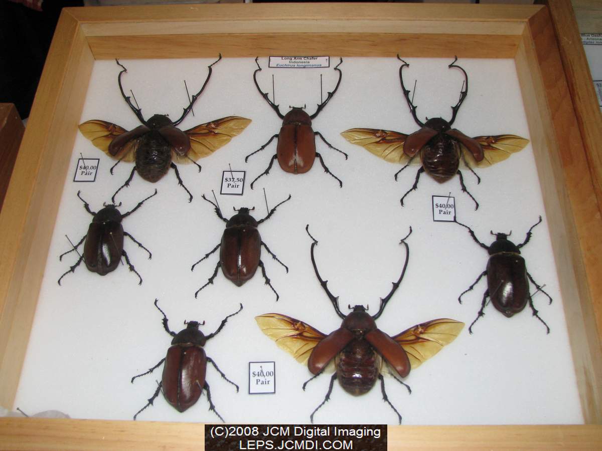 Los Angeles Natural History Museum insect fair 2008