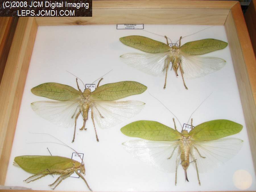 Los Angeles Natural History Museum insect fair 2008