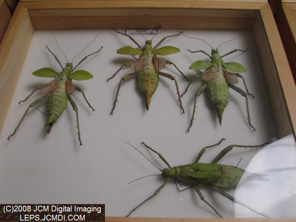 Los Angeles Natural History Museum insect fair 2008