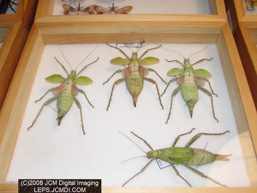 Los Angeles Natural History Museum insect fair 2008