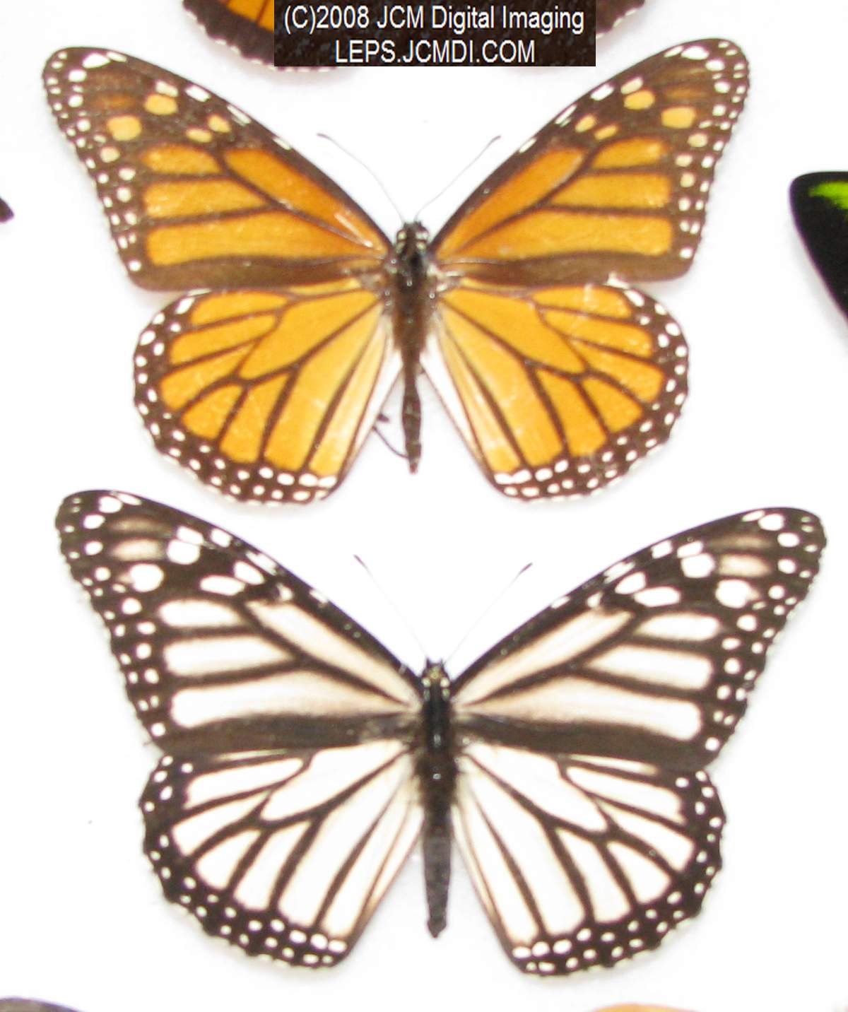 Los Angeles Natural History Museum insect fair 2008