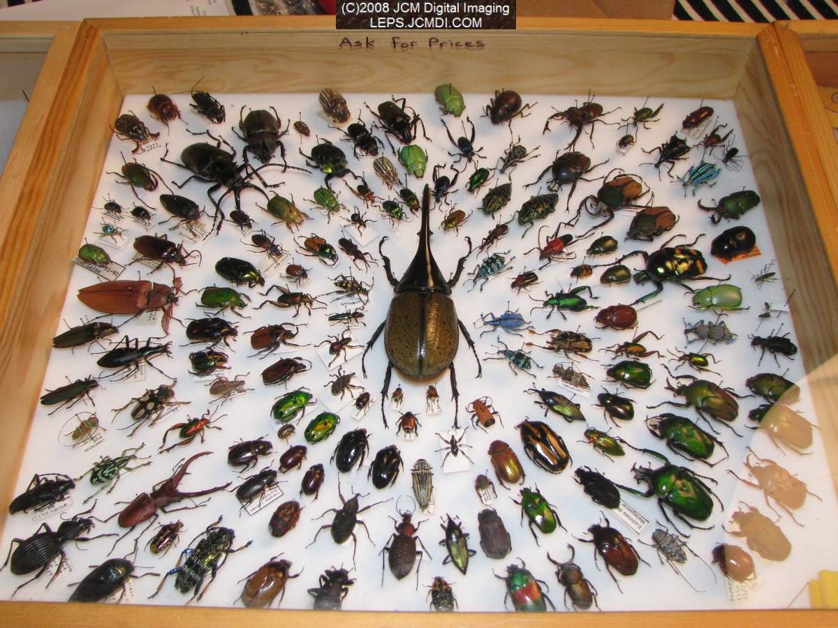 Los Angeles Natural History Museum insect fair 2008