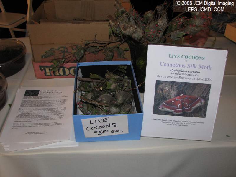 Los Angeles Natural History Museum insect fair 2008