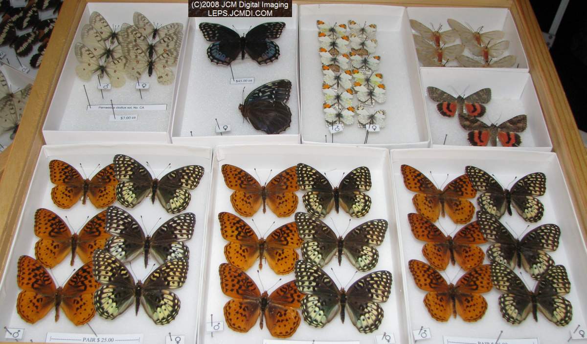 Los Angeles Natural History Museum insect fair 2008