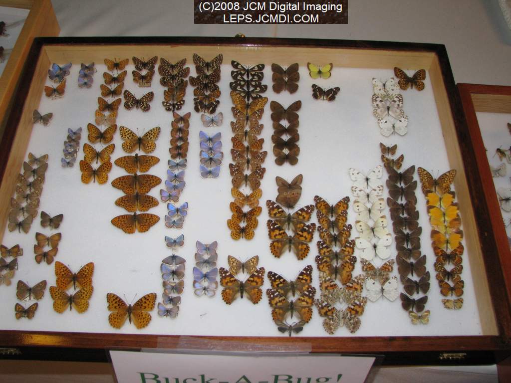 Los Angeles Natural History Museum insect fair 2008