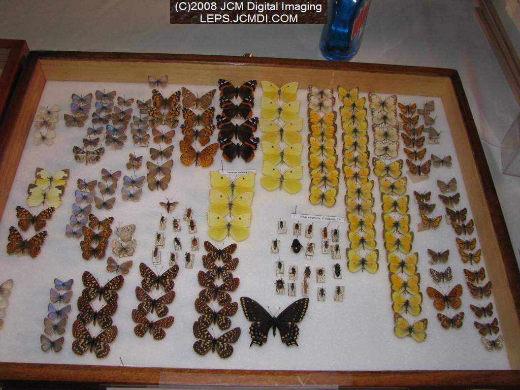 Los Angeles Natural History Museum insect fair 2008