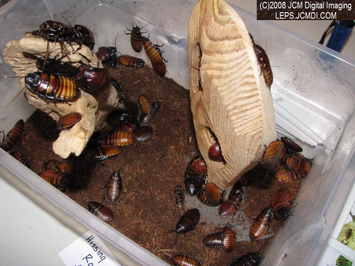 Los Angeles Natural History Museum insect fair 2008