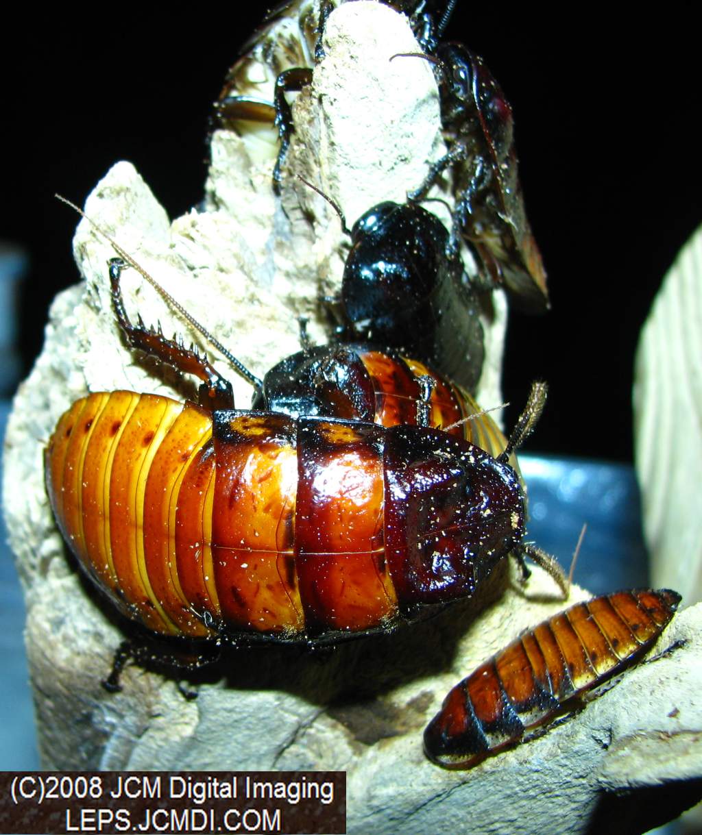 Los Angeles Natural History Museum insect fair 2008