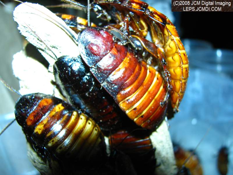 Los Angeles Natural History Museum insect fair 2008