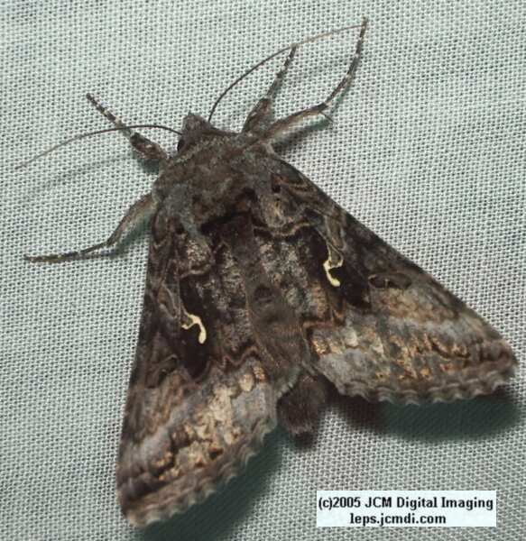 Bouquet Canyon night collecting/photography Feb 2005 