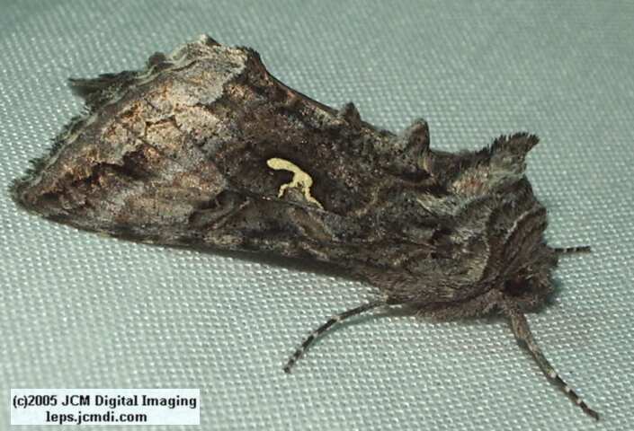 Bouquet Canyon night collecting/photography Feb 2005 