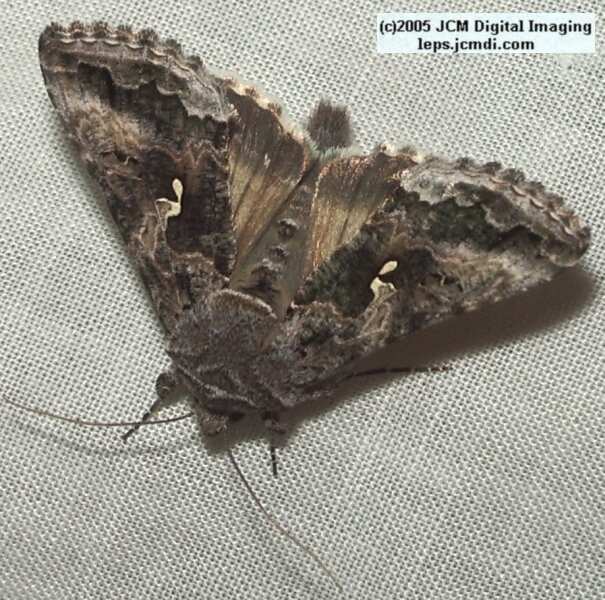 Bouquet Canyon night collecting/photography Feb 2005 